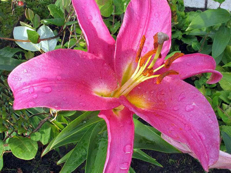 Features of planting lilies Characteristics of popular hybrid lilies