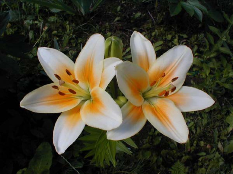 Since ancient times, lilies have been considered a symbol of beauty. Lilies from hybrids varieties