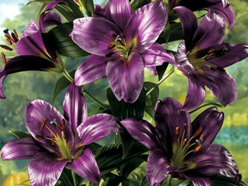 Lily flower color Lily OT-hybrid