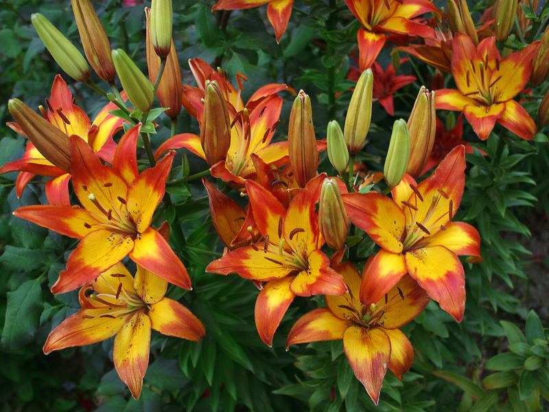 Varieties of lily varieties Lily in the garden