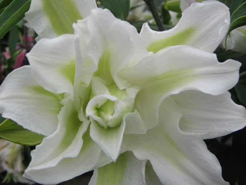 Lily Asian Lily flower care