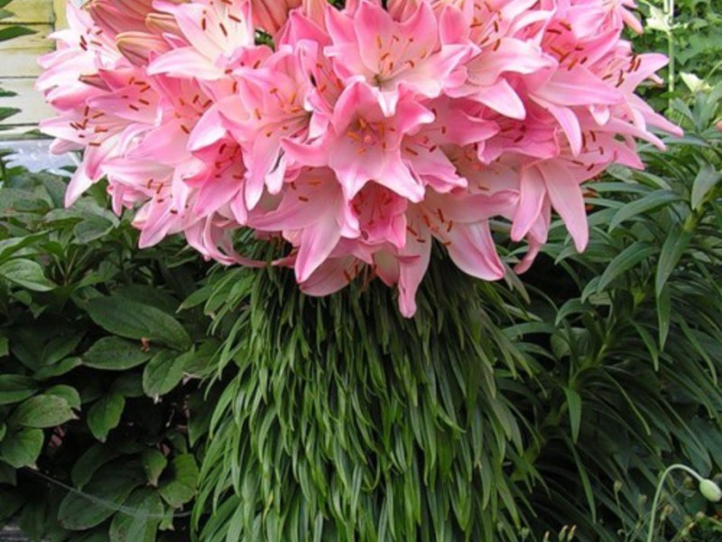 Lily variety Characteristics of popular hybrid lilies