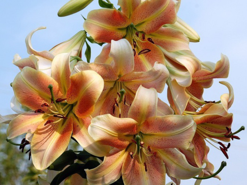 What are the varieties of lilies Lily blossom
