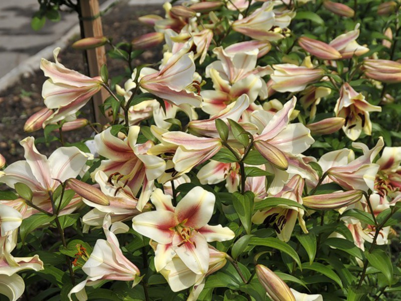 Greenhouse lilies How to plant a lily