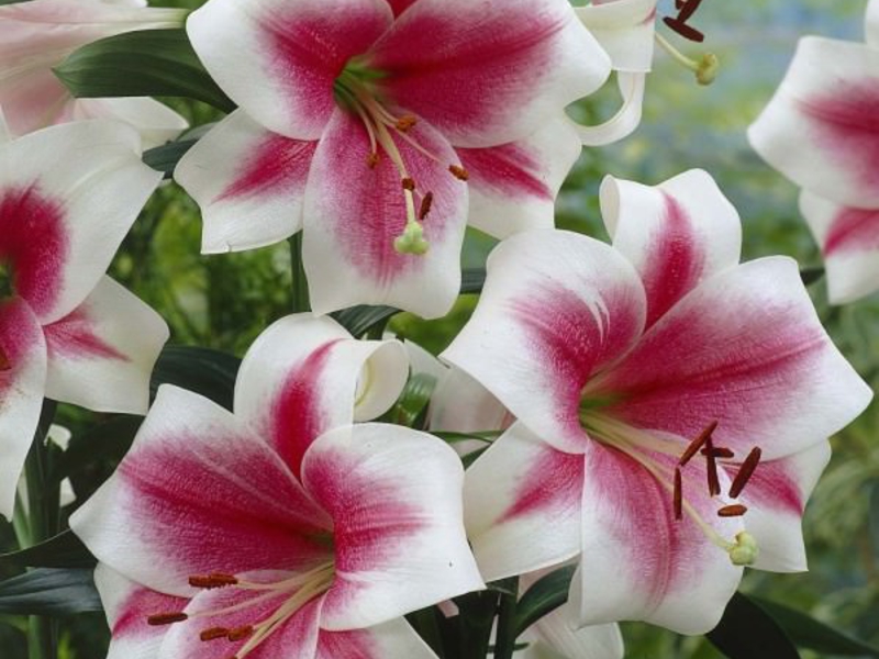 Lily OT-hybrid Hybrid lily