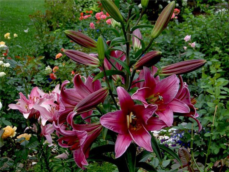 Features of planting lilies Lily OT-hybrid