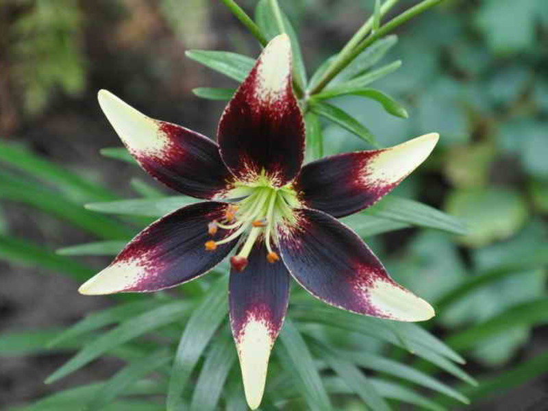 Greenhouse lilies Growing lilies