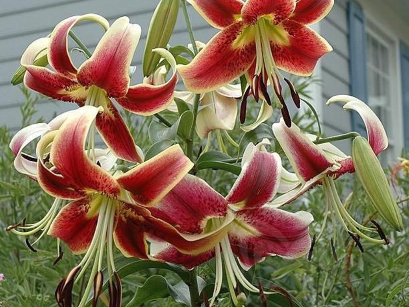 Since ancient times, lilies have been considered a symbol of beauty. Lilies planting and care