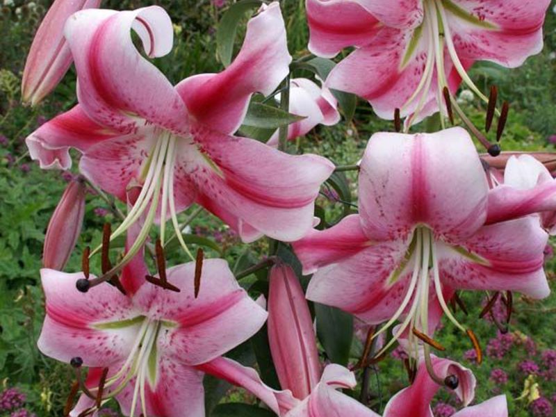 Lily Asian Lily flower description