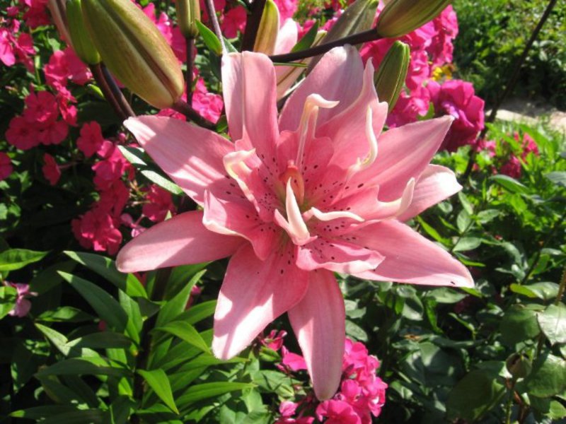 Lily OT-hybrid How does a lily grow