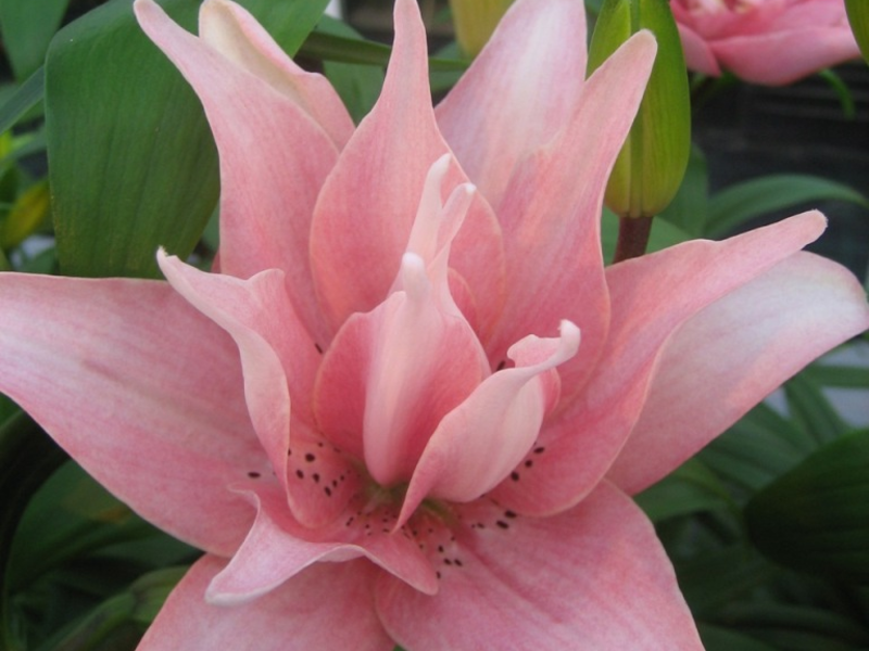 Greenhouse lilies Lily OT-hybrid