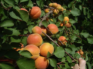 Choosing a variety of apricots