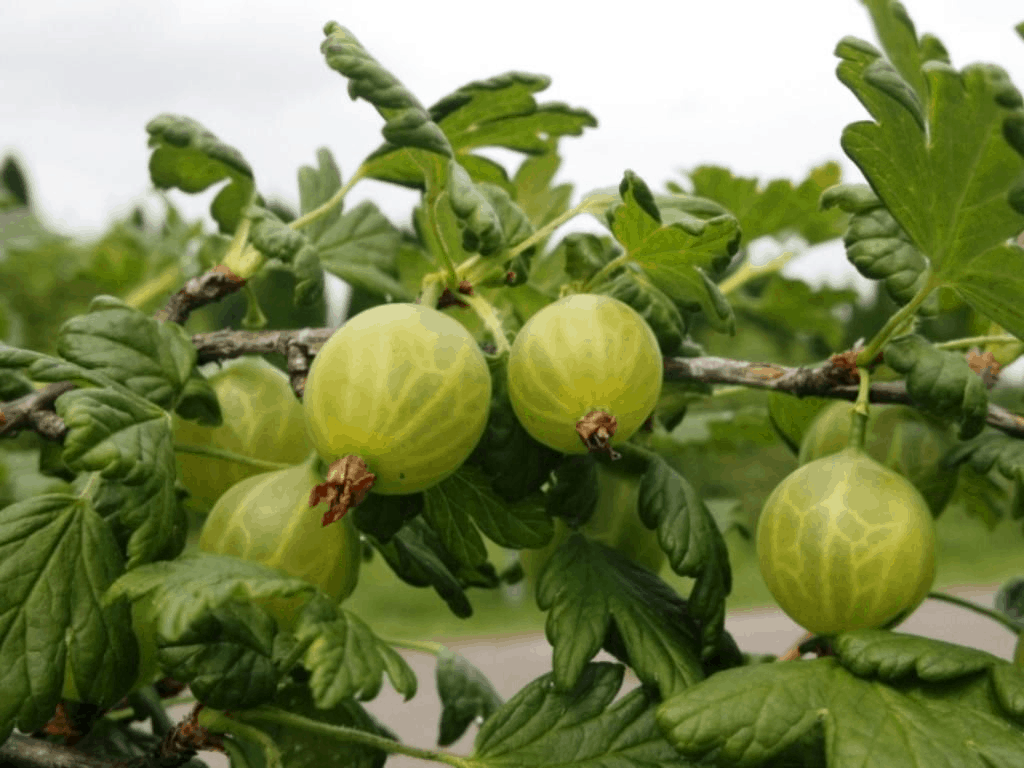 Technologies for treating gooseberries from diseases and pests, depending on the season and type of preparation