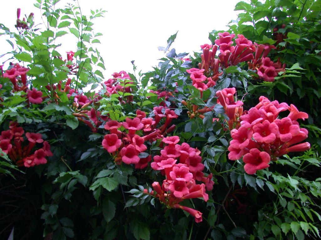 Rules for planting and caring for Kampsis in the middle lane