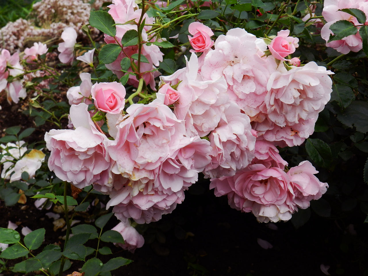 Rosa bonica floribunda: description, planting features and care