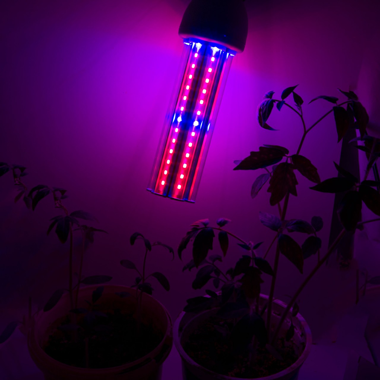 Features of the lamp for illumination of seedlings Fitosvet