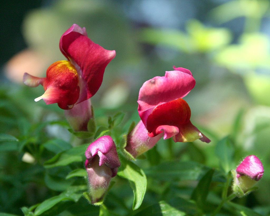 How to grow snapdragons from seeds and when to plant?