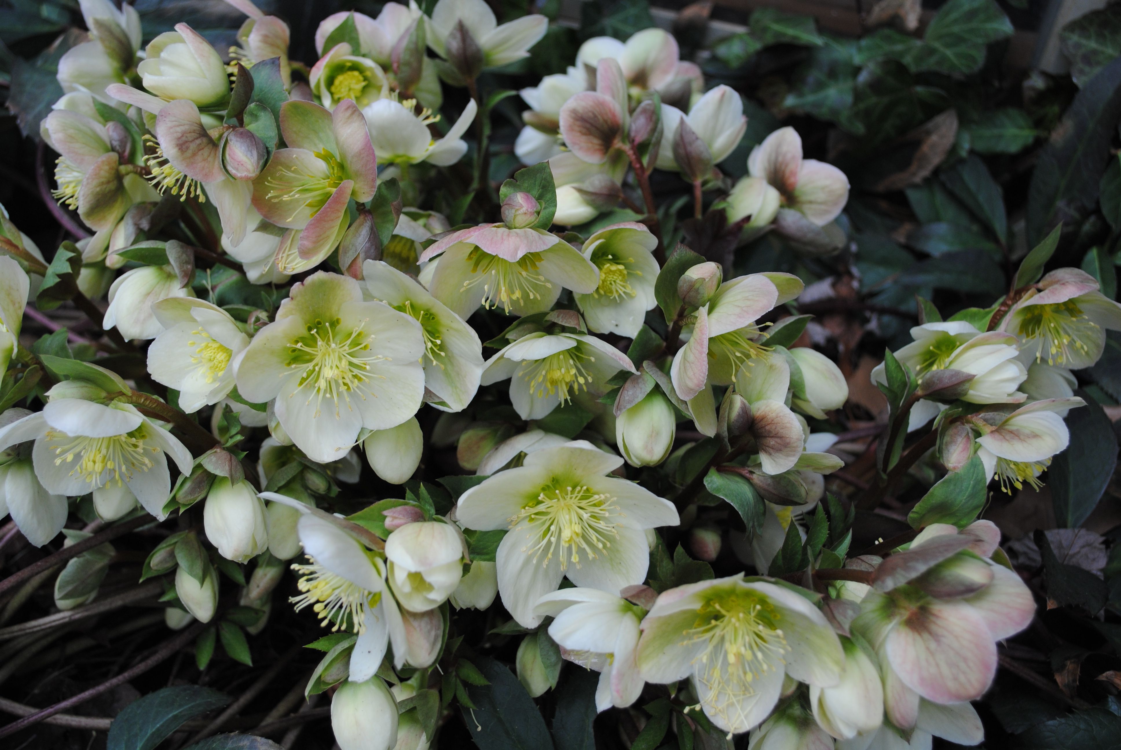 Hellebore plant: description, cultivation and photos of flowers