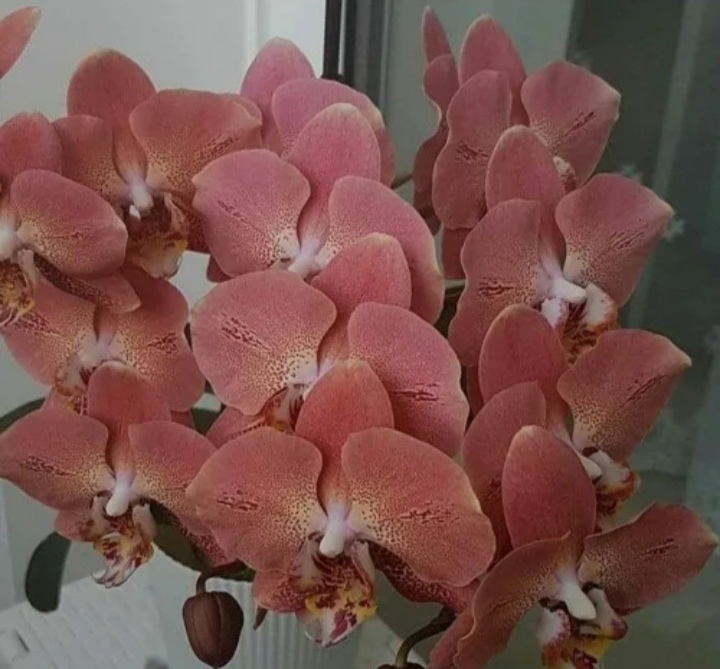 Phalaenopsis care after the store at home