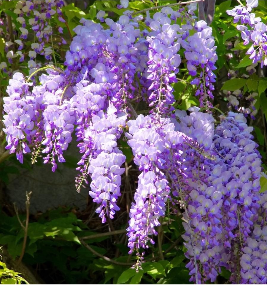 Wisteria: photo, care and cultivation in the Moscow region