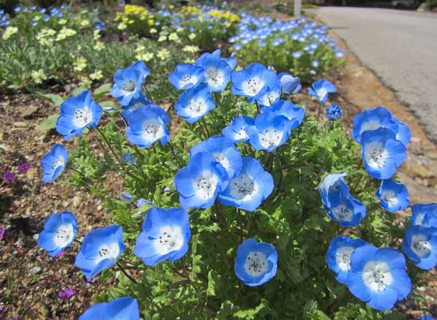 Blue-white nemophila
