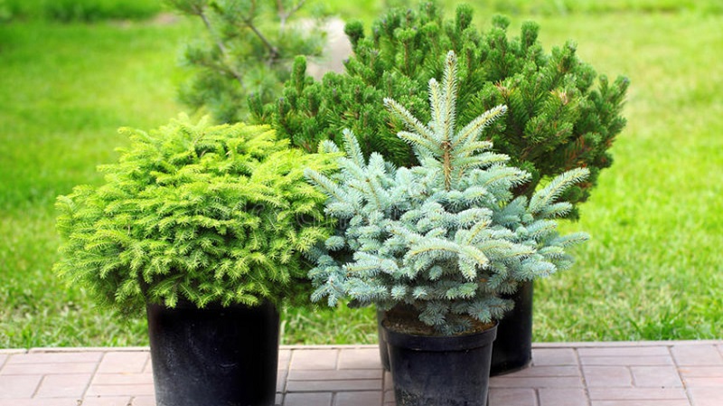 Small conifers