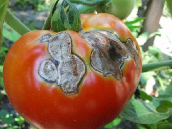 Black rot on tomatoes