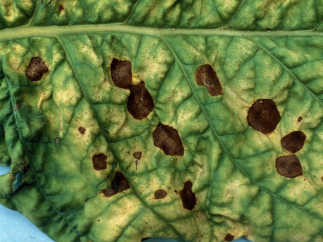 Black spot on a tomato leaf