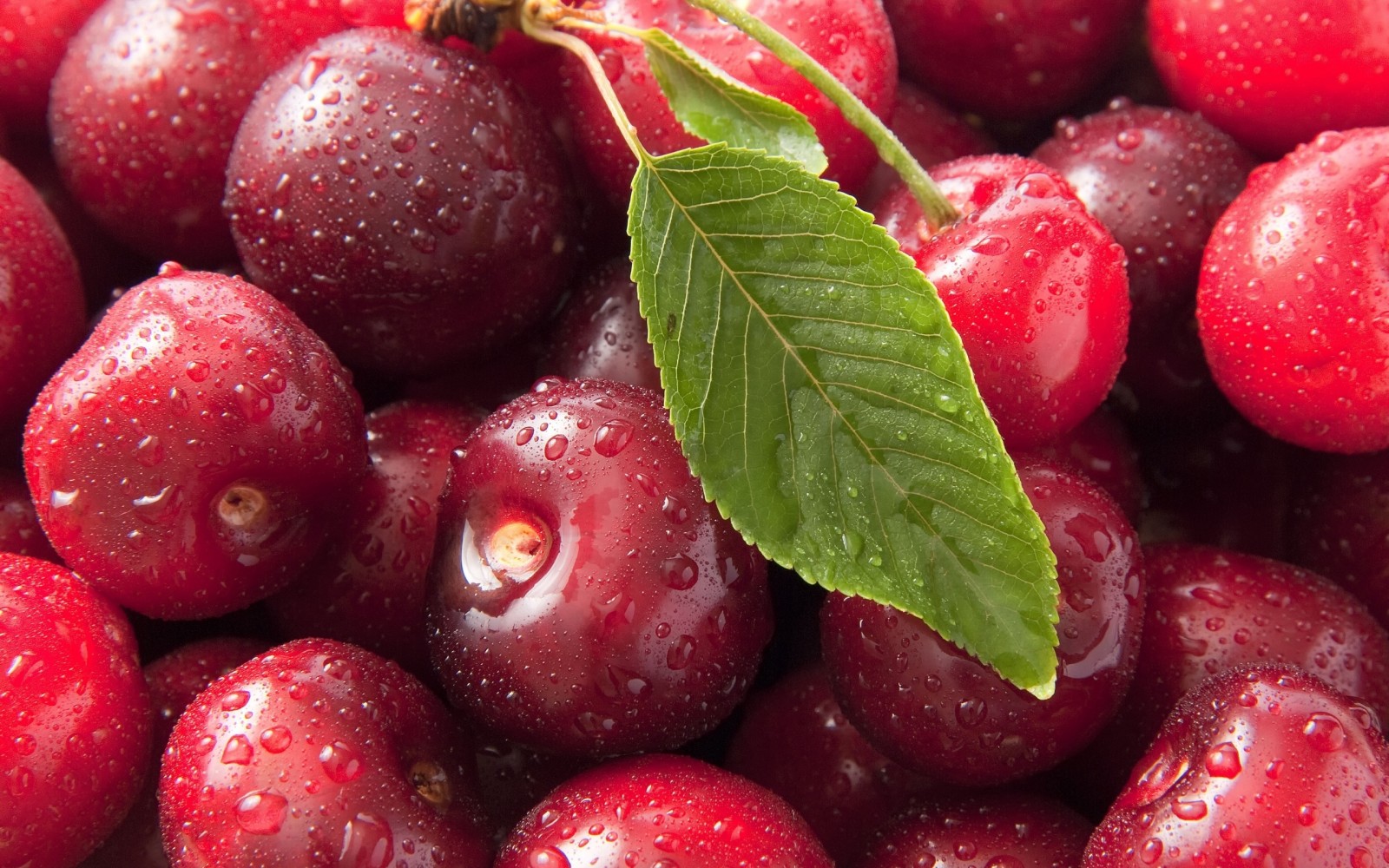 Varieties and types of cherries: their features for different regions of Russia and Ukraine