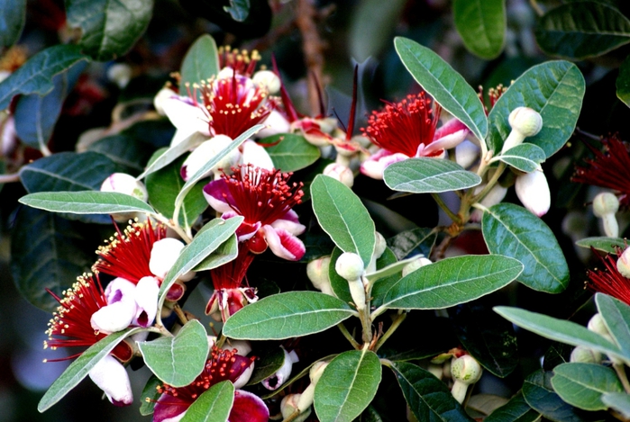 Feijoa flowers