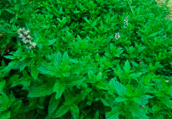Blooming mint