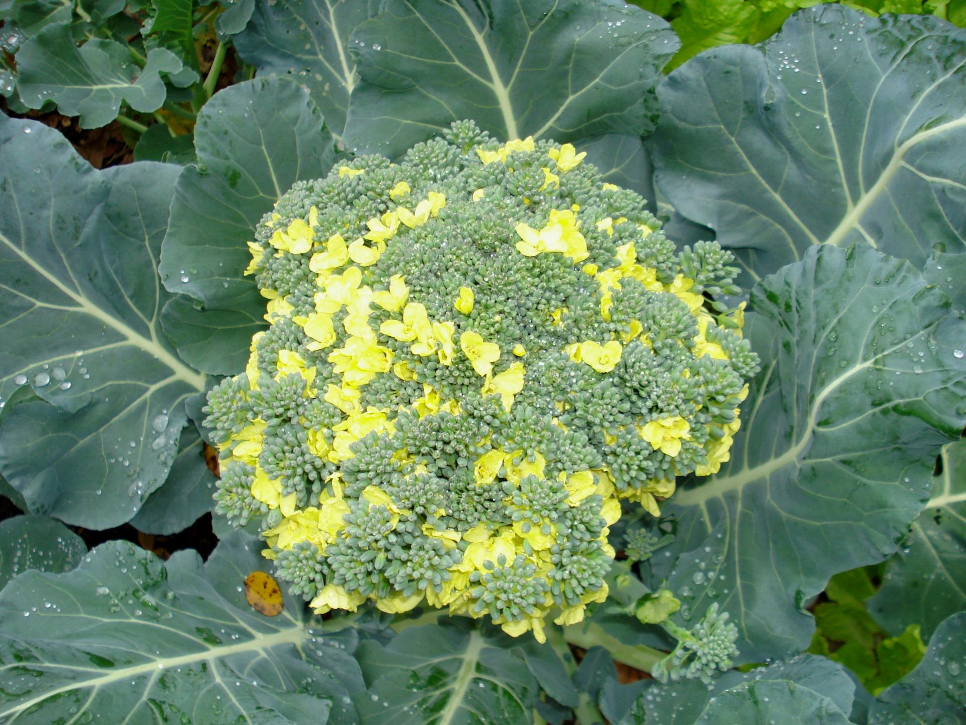 Growing broccoli seedlings: how to avoid common problems