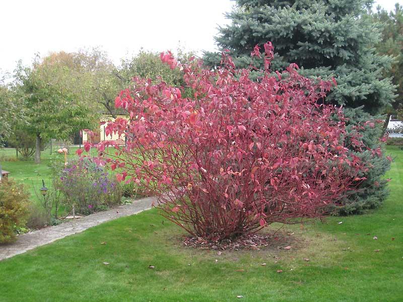 Dogwood variegated in autumn
