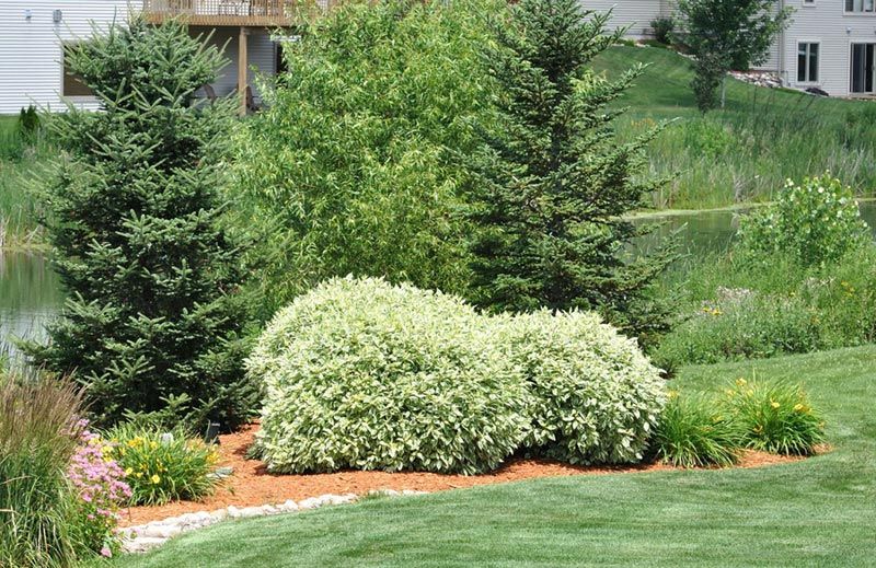 Dogwood variegated in landscape design