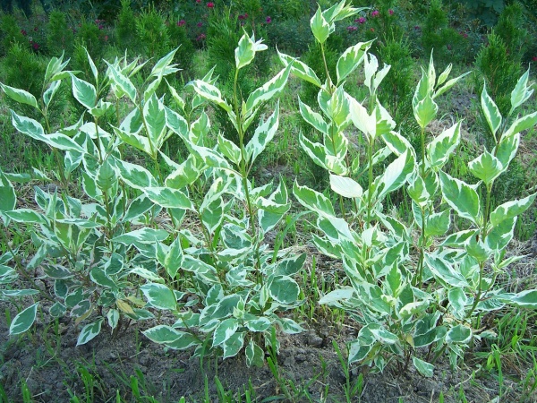 Dogwood variegated, planted for the formation of hedges