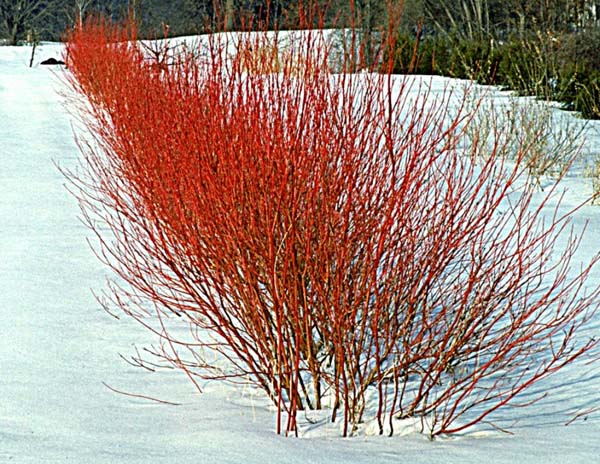 Dogwood variegated in winter