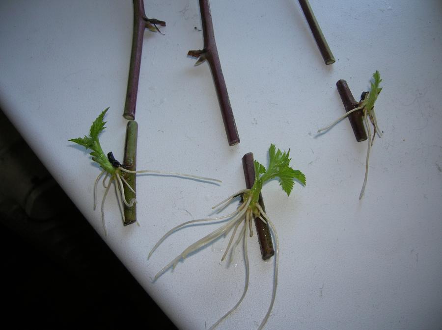 Properly prepared raspberry cuttings