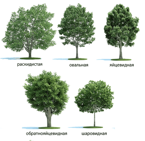 Tree crown shapes