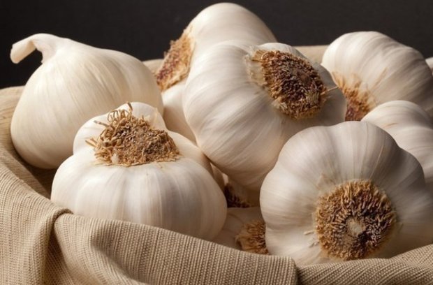 Garlic heads in tissue