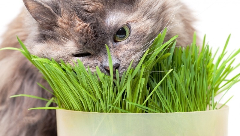 How to protect houseplants from pet attacks
