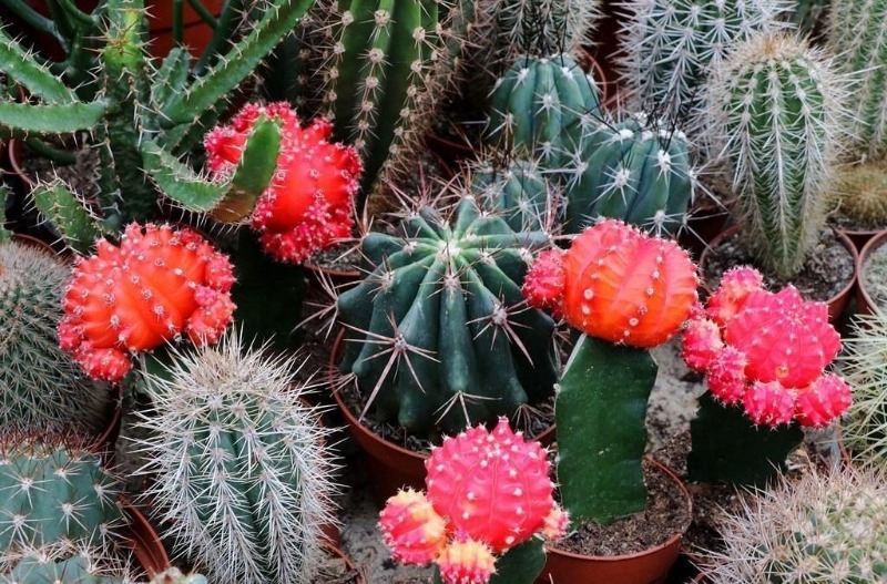 4 best cactus food to keep you from getting sick