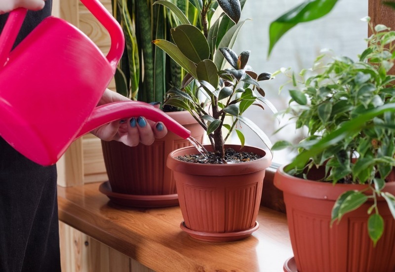 To prevent the plants from getting sick: 3 important points for watering indoor plants