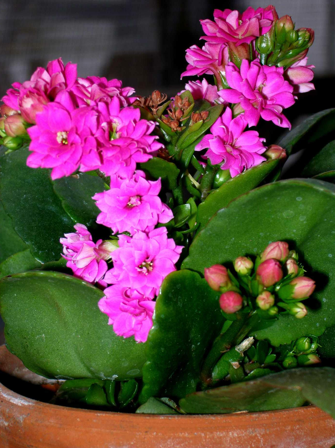 How to propagate Kalanchoe at home with leaves and cuttings