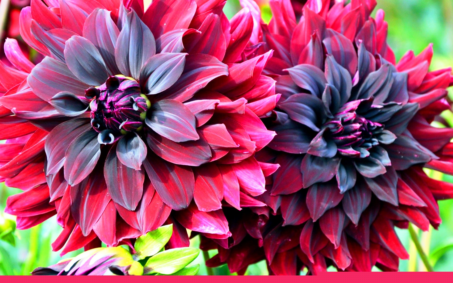 Perennial dahlia flowers: planting and care in the open field, photo