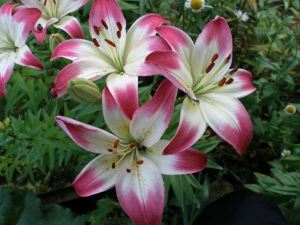 Red and white lily flowers