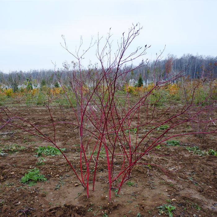 Turf bush before pruning