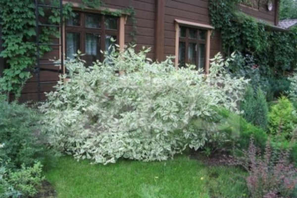 Bush of variegated turf, not pruned