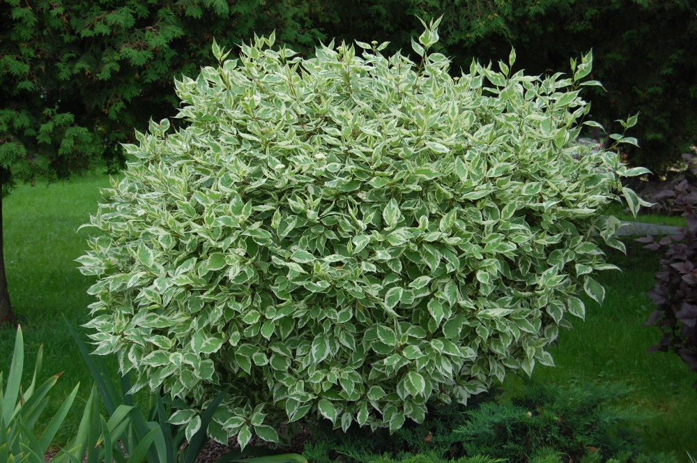 Variegated turf bush