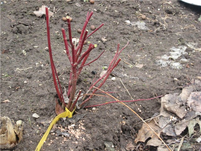 Turf bush after radical pruning