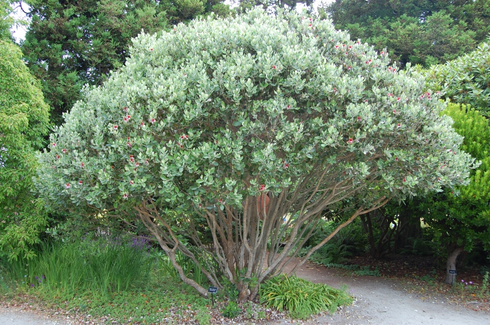 Feijoa bush